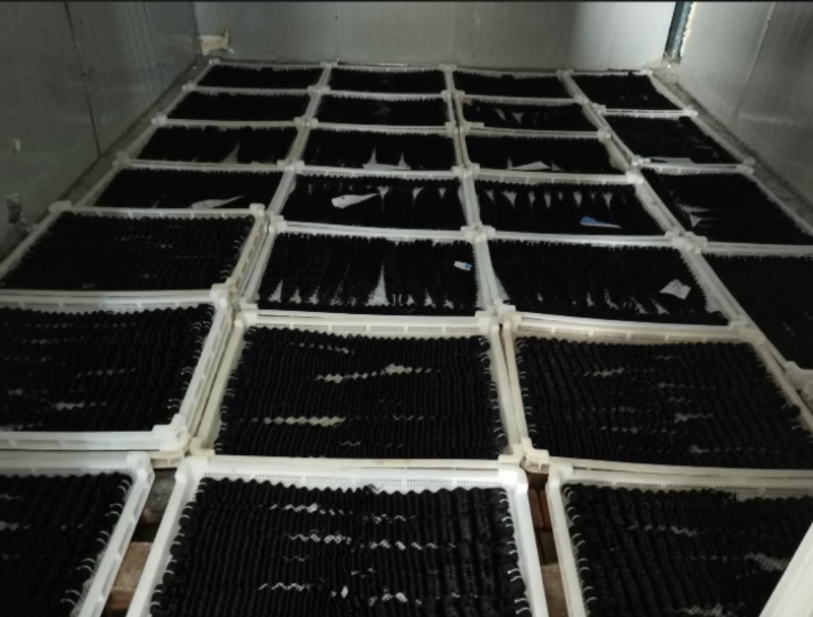Hair bundles in production facility